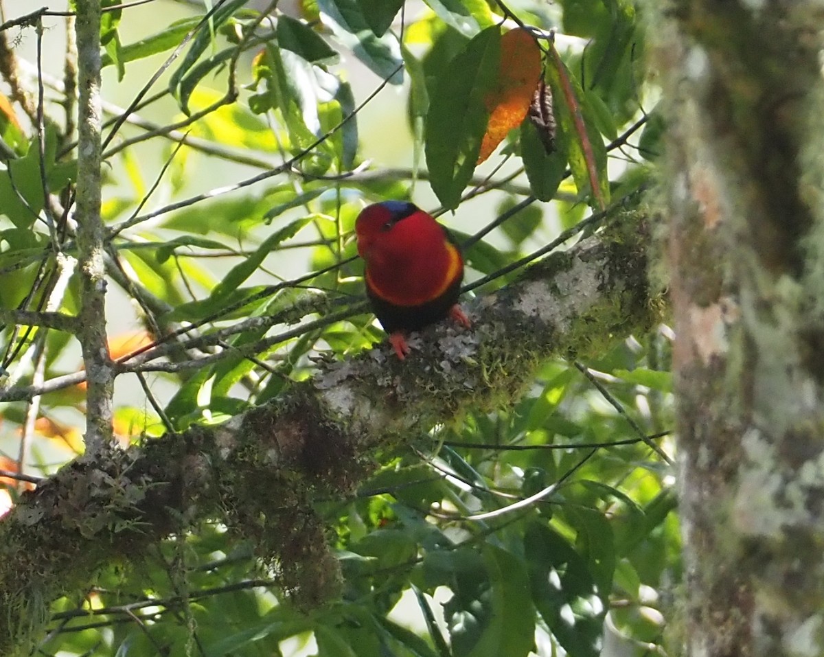 Stella's Lorikeet - Stephan Lorenz