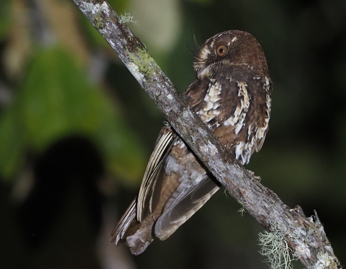 Feline Owlet-nightjar - ML609502955