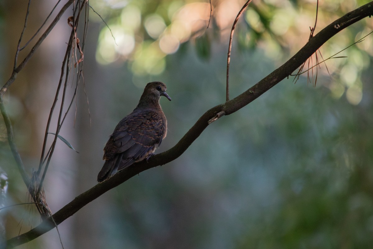 Lemon Dove - ML609502978