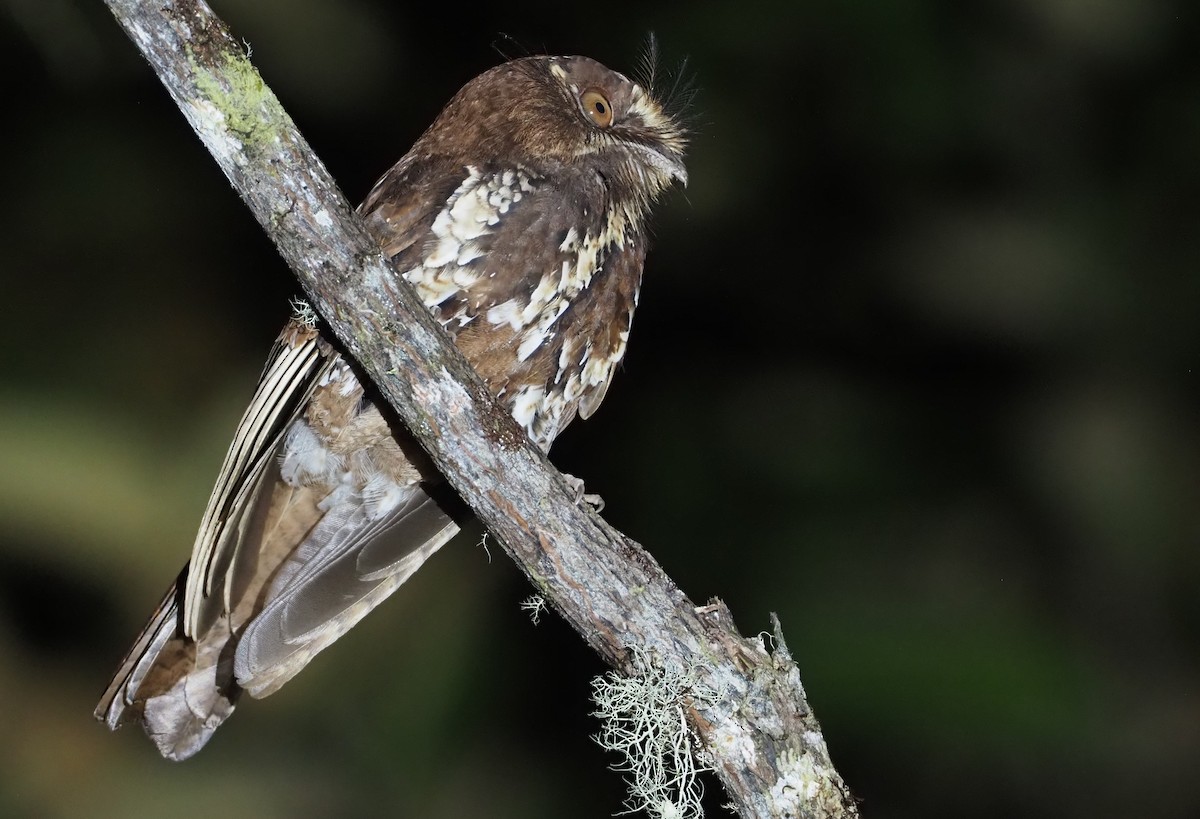 Feline Owlet-nightjar - ML609502987