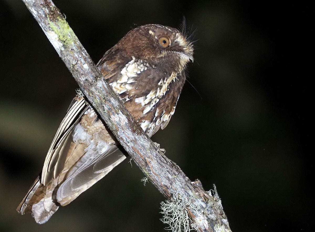 Feline Owlet-nightjar - ML609503014