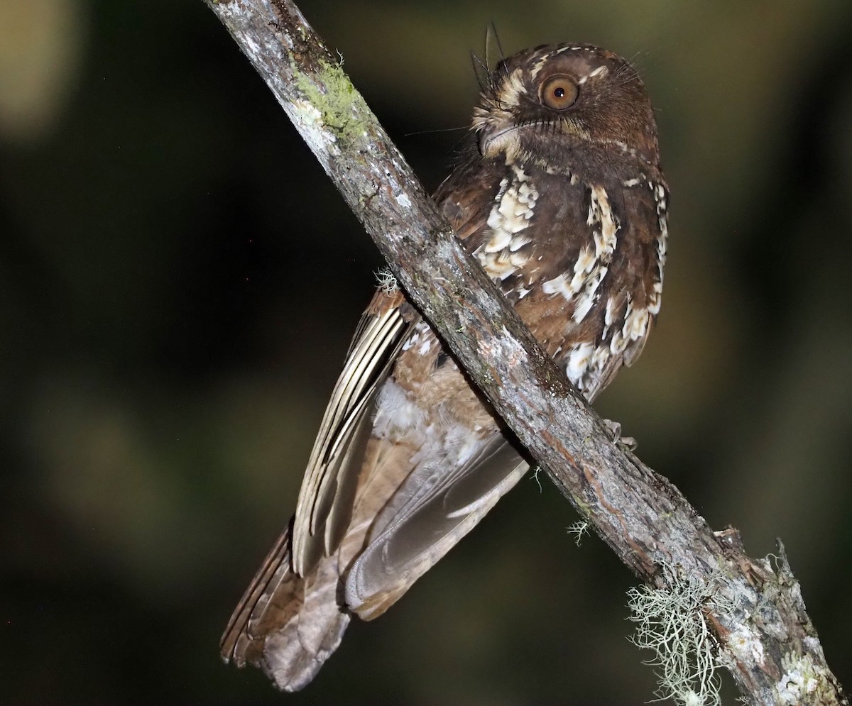 Feline Owlet-nightjar - ML609503018