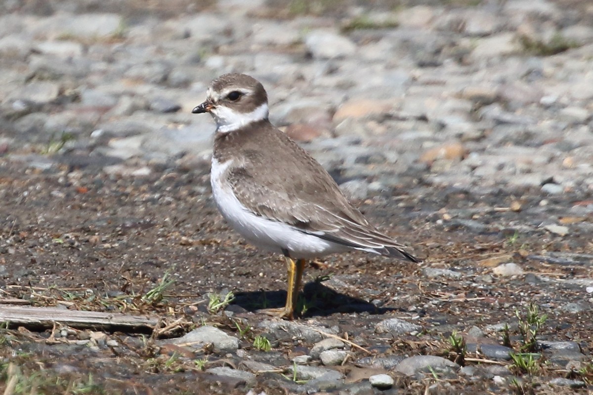 Semipalmated Plover - ML609503056