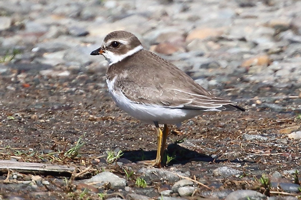 Semipalmated Plover - ML609503057