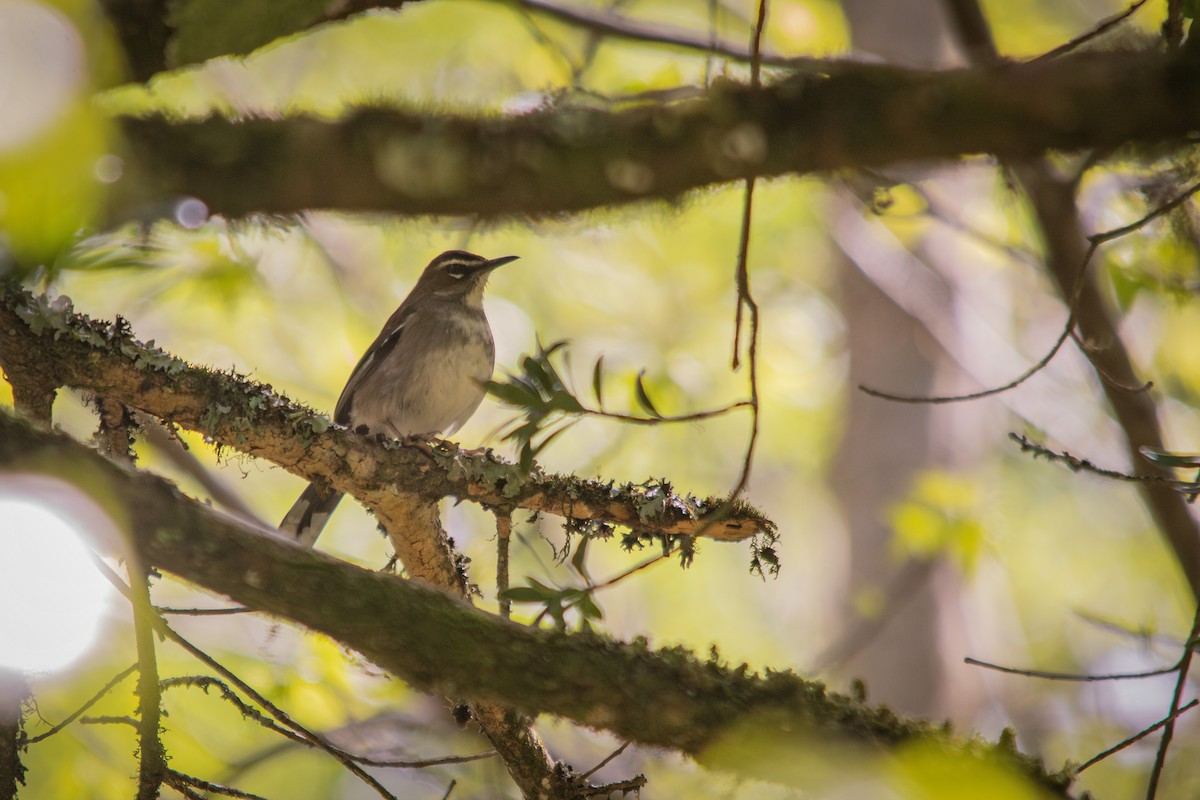 Brown Scrub-Robin - ML609503070