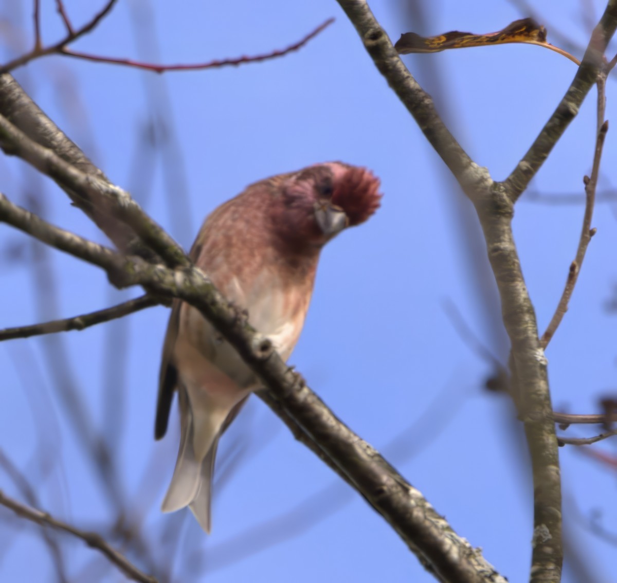 Чечевиця кармінова (підвид purpureus) - ML609503071