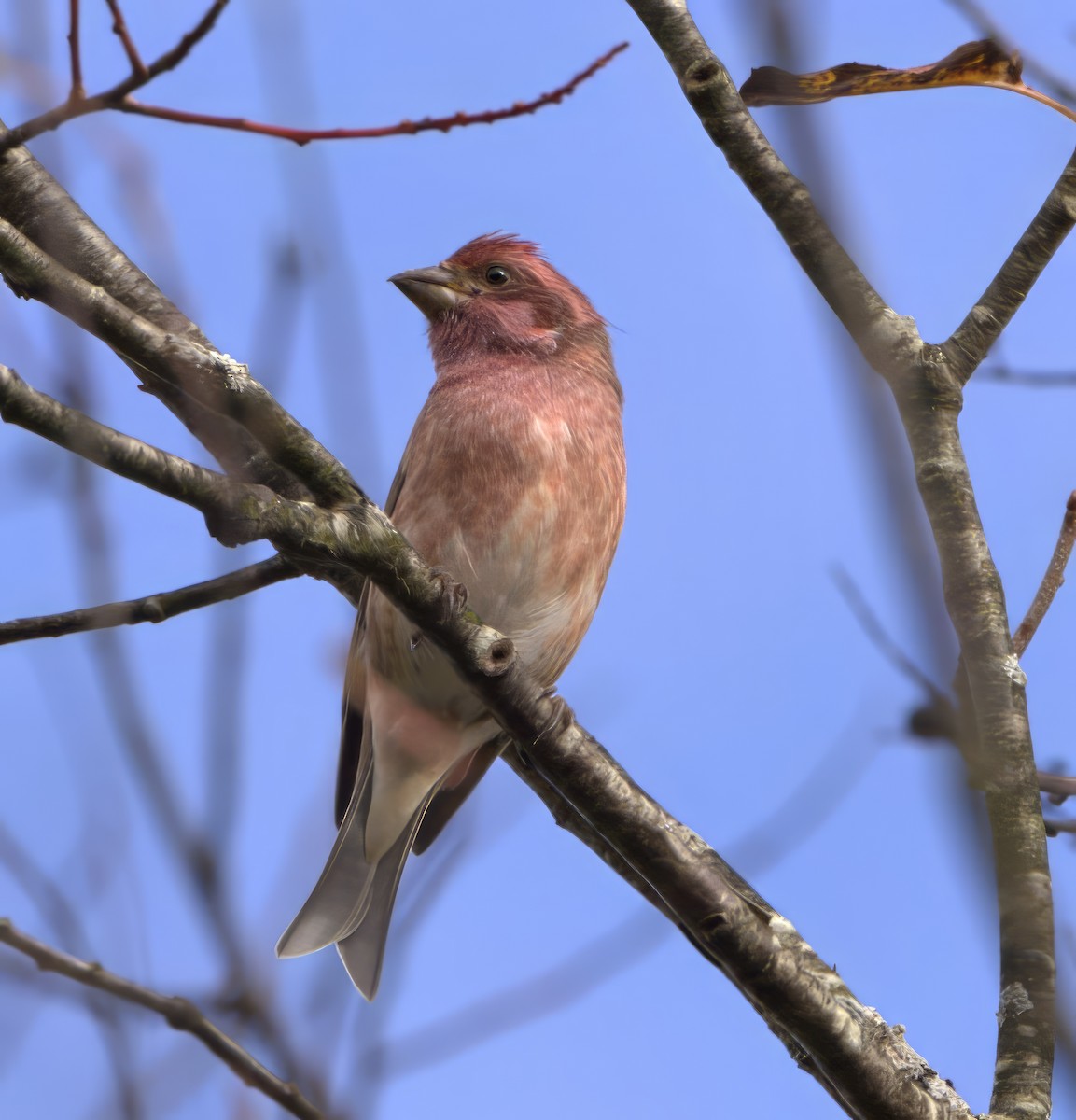 Purple Finch (Eastern) - ML609503072