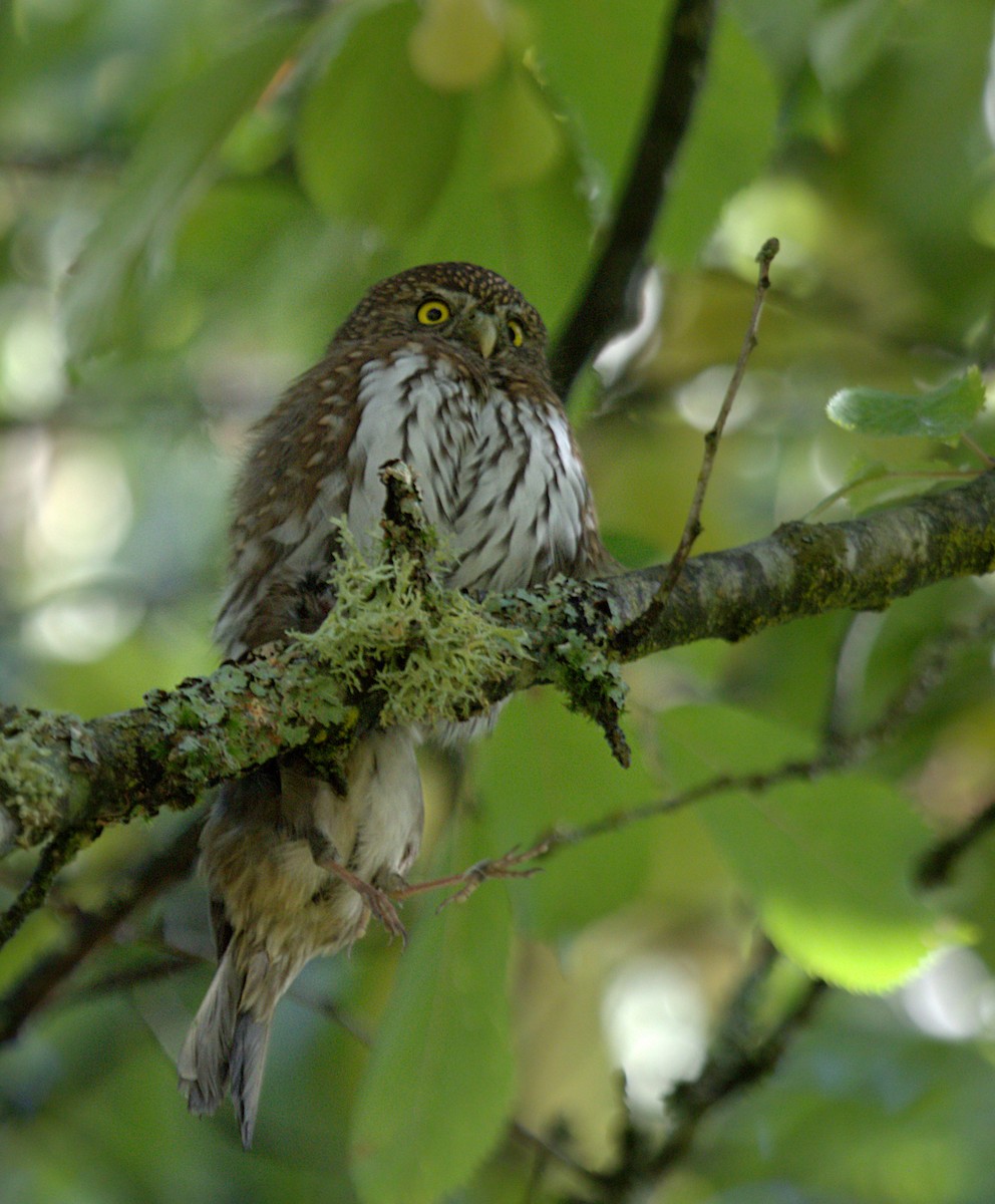 Northern Pygmy-Owl - ML609503075
