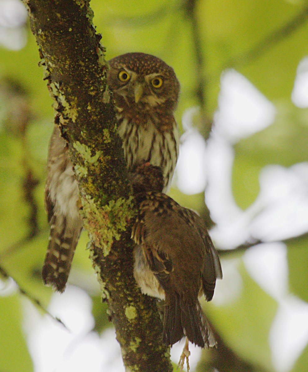 Northern Pygmy-Owl - ML609503076