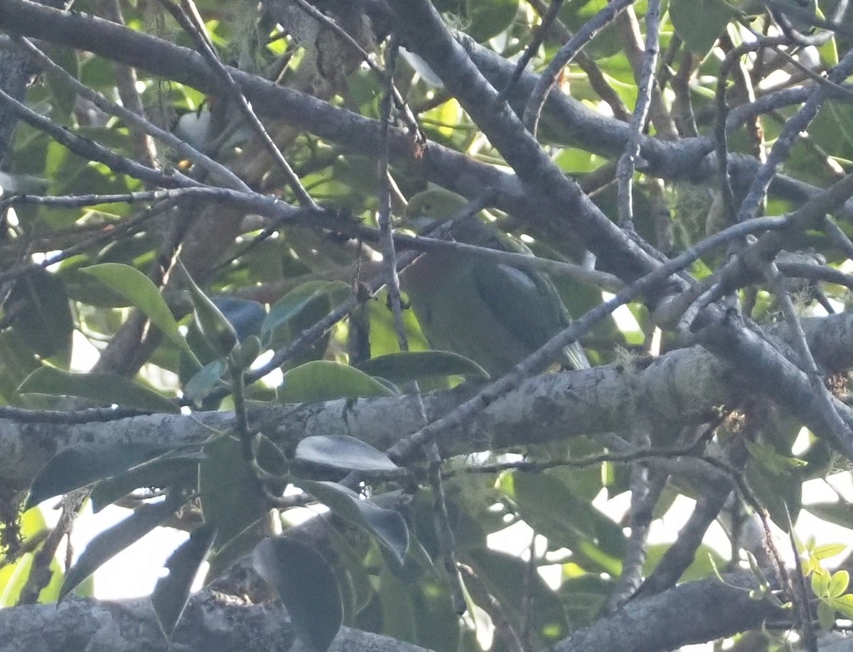 Ornate Fruit-Dove - ML609503193