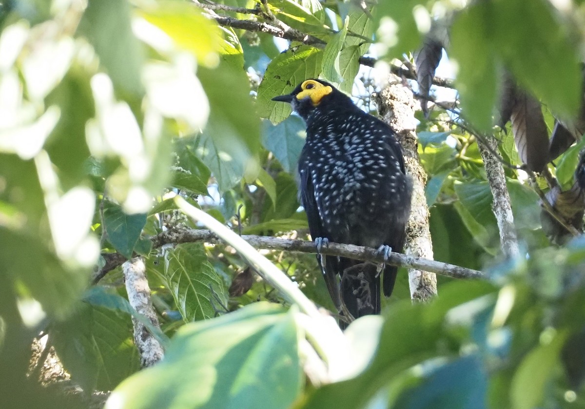 Spangled Honeyeater - Stephan Lorenz / Rockjumper Birding Tours