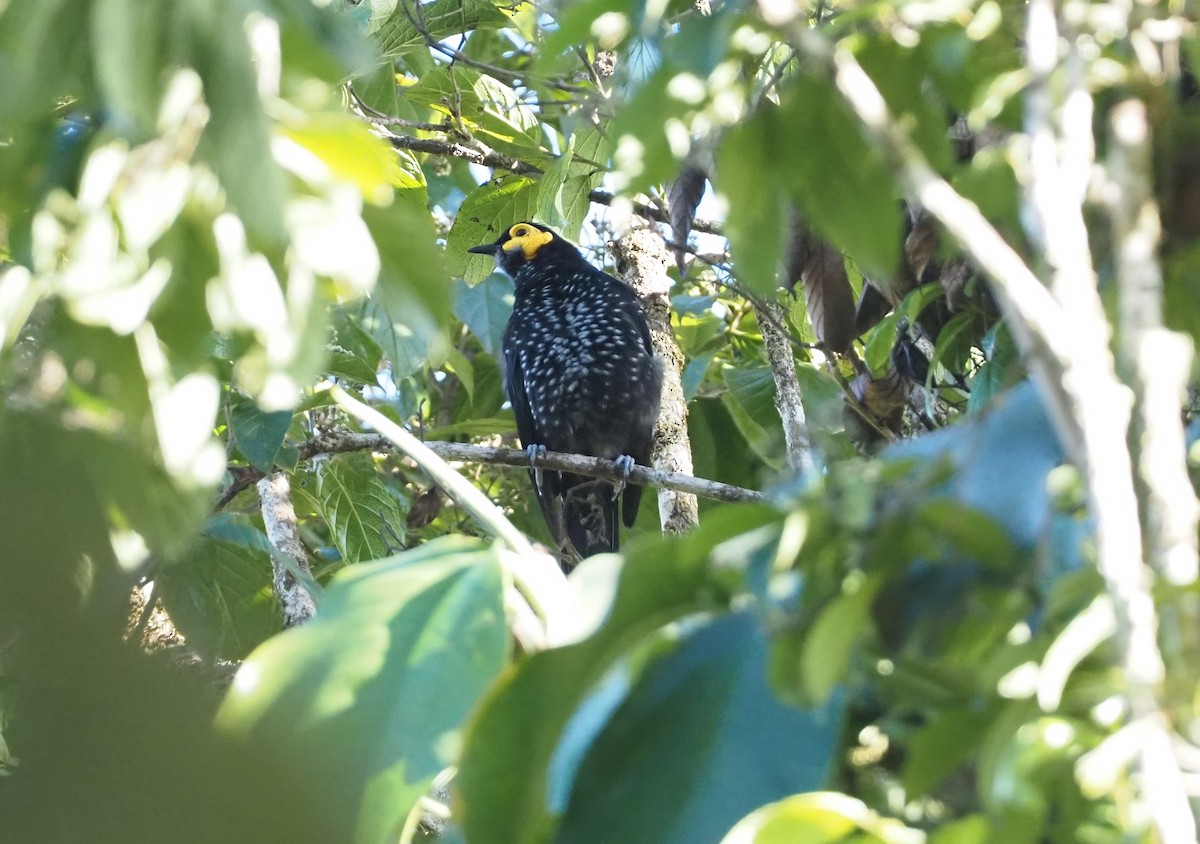 Spangled Honeyeater - ML609503209