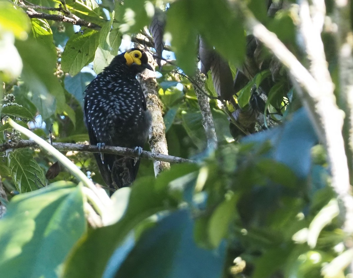 Spangled Honeyeater - ML609503220