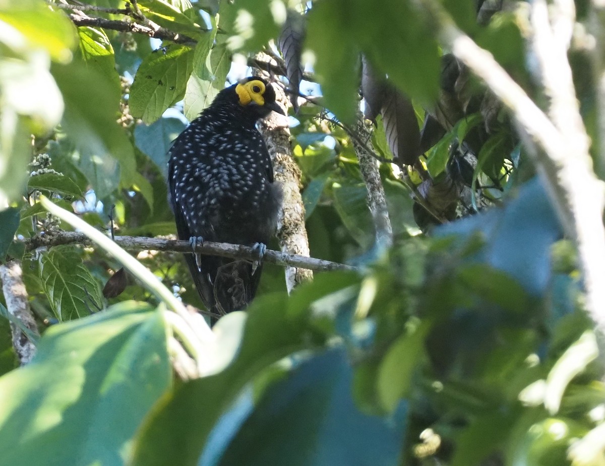 Spangled Honeyeater - ML609503224