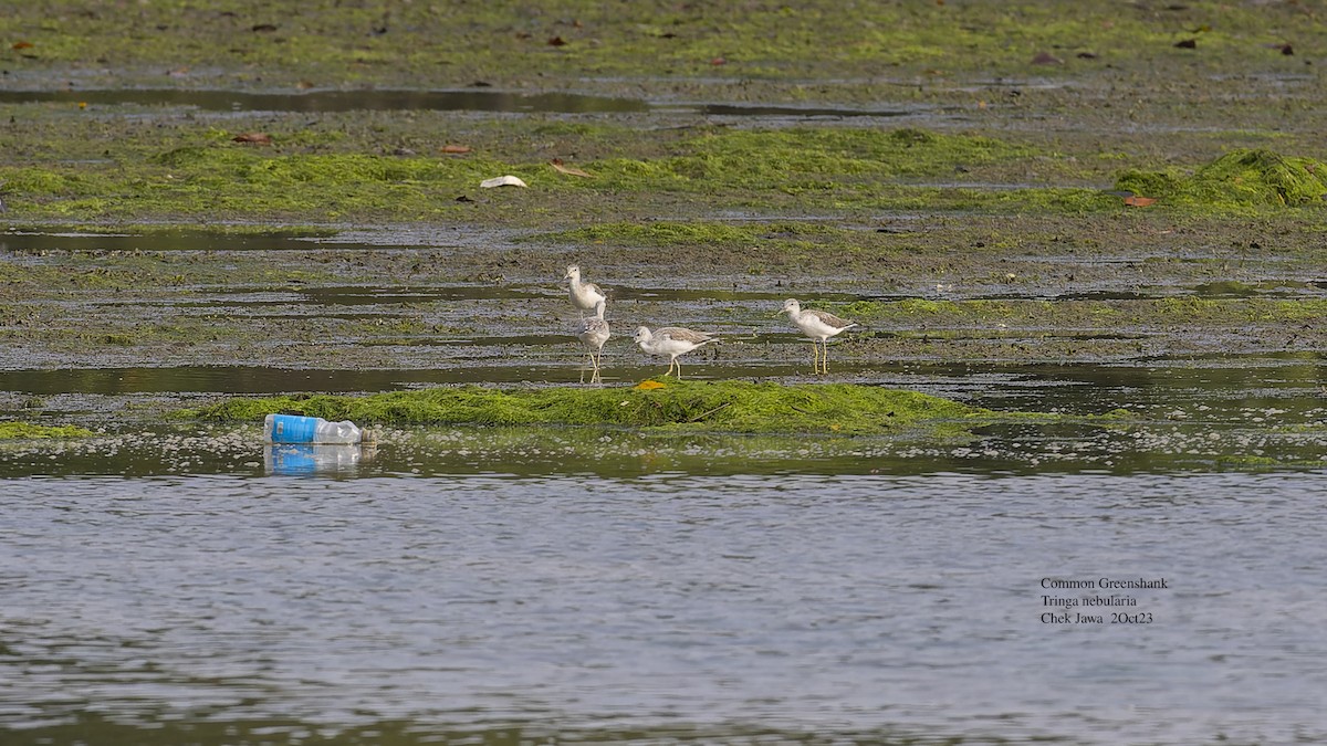 Common Greenshank - ML609503277