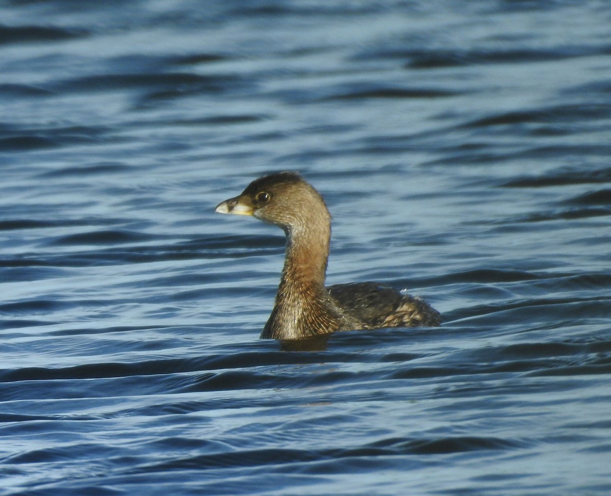 Pied-billed Grebe - ML609503291