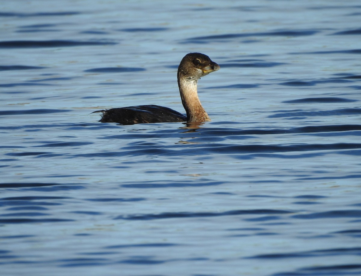 Pied-billed Grebe - ML609503292