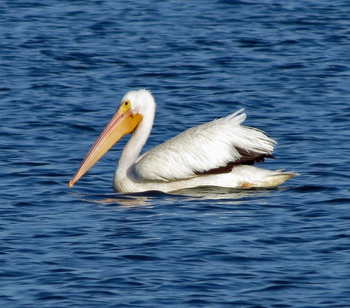 pelikán severoamerický - ML609503297