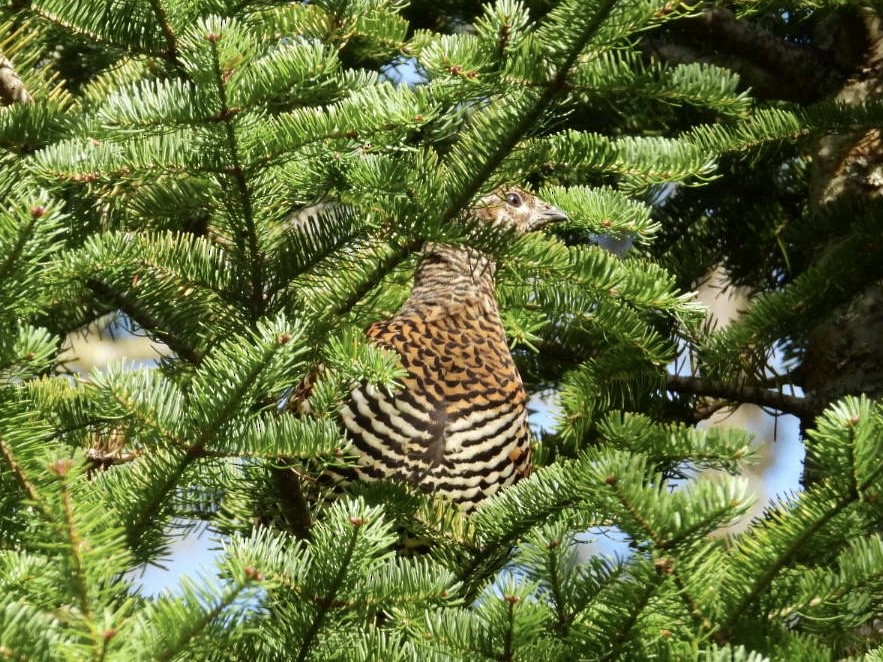 Spruce Grouse - Lyne Pelletier