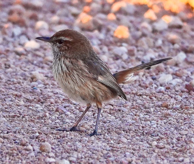 Rufous Fieldwren - ML609503306