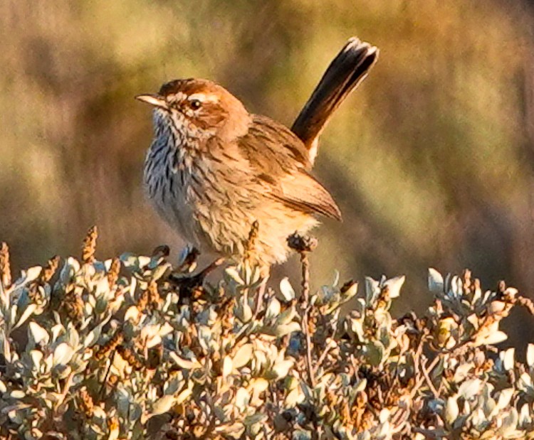 Rufous Fieldwren - ML609503307