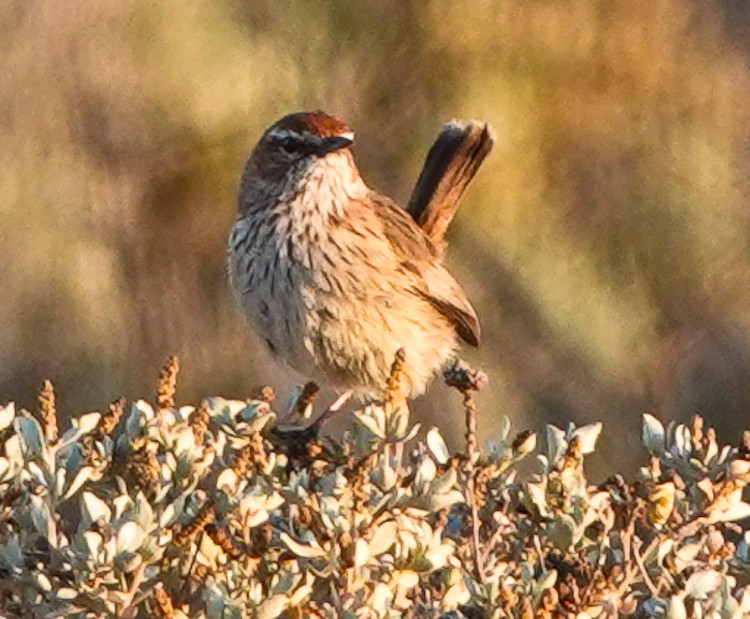 Rufous Fieldwren - ML609503308