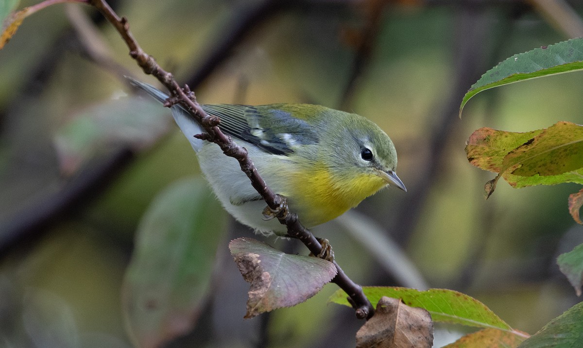 Northern Parula - ML609503364