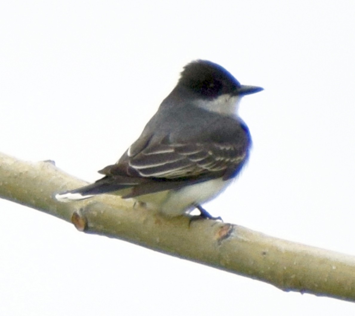 Eastern Kingbird - ML609503367