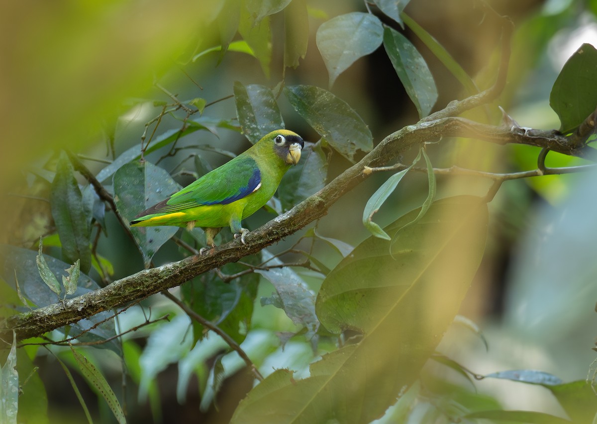 Scarlet-shouldered Parrotlet - Alex Luna