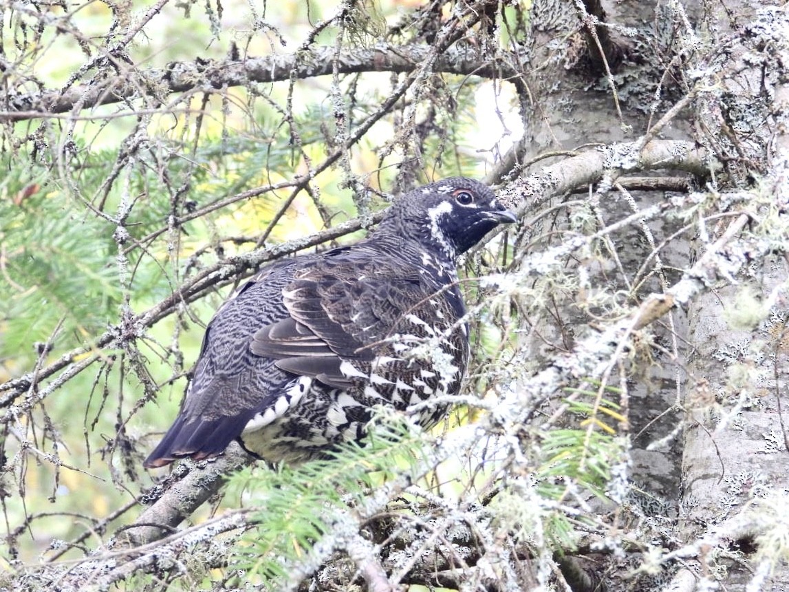 Spruce Grouse - Lyne Pelletier