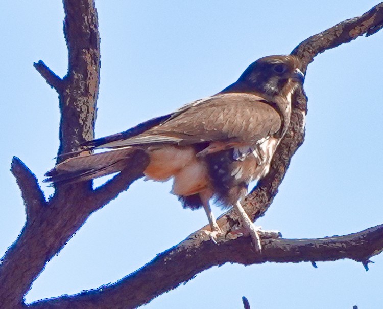 Brown Falcon - ML609503469