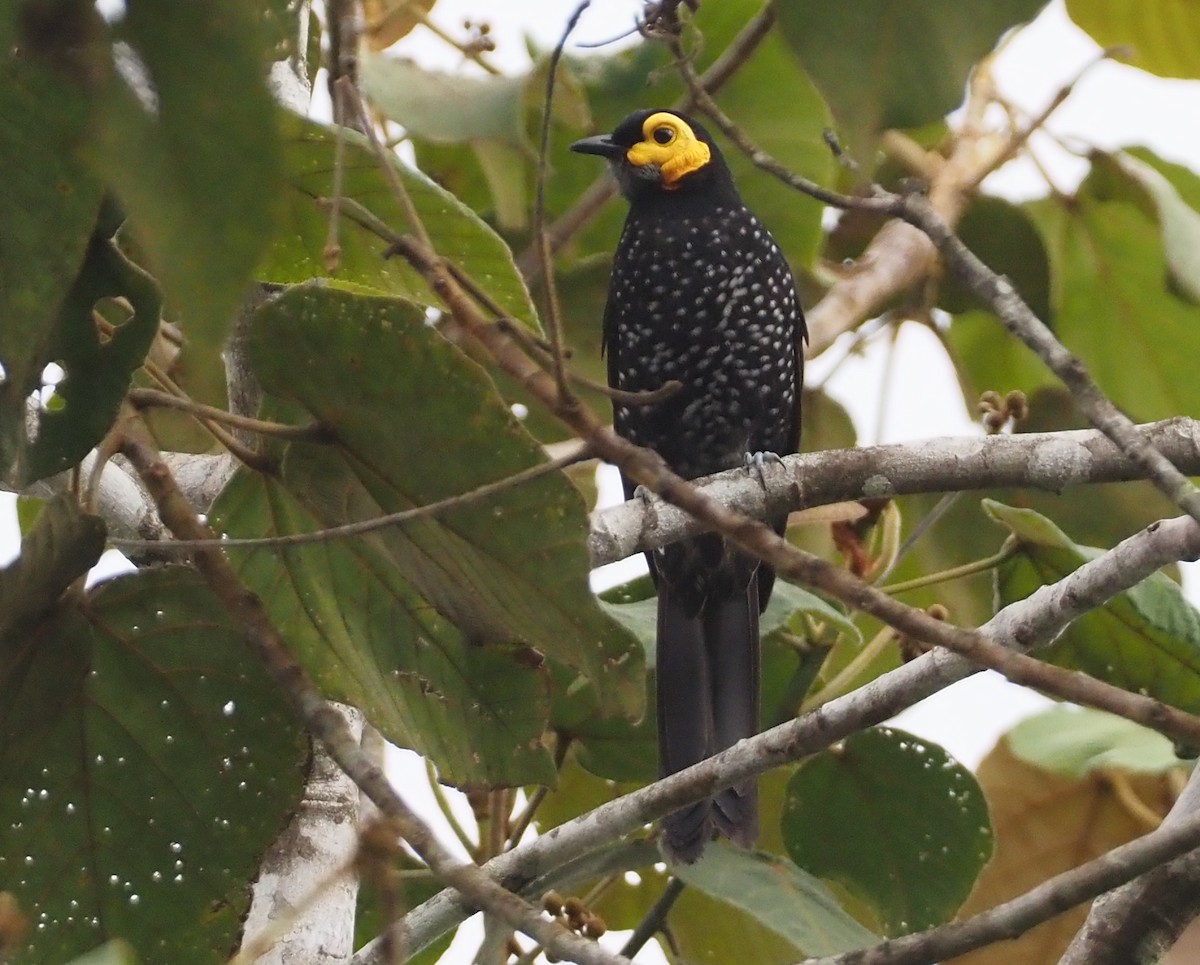 Spangled Honeyeater - Stephan Lorenz