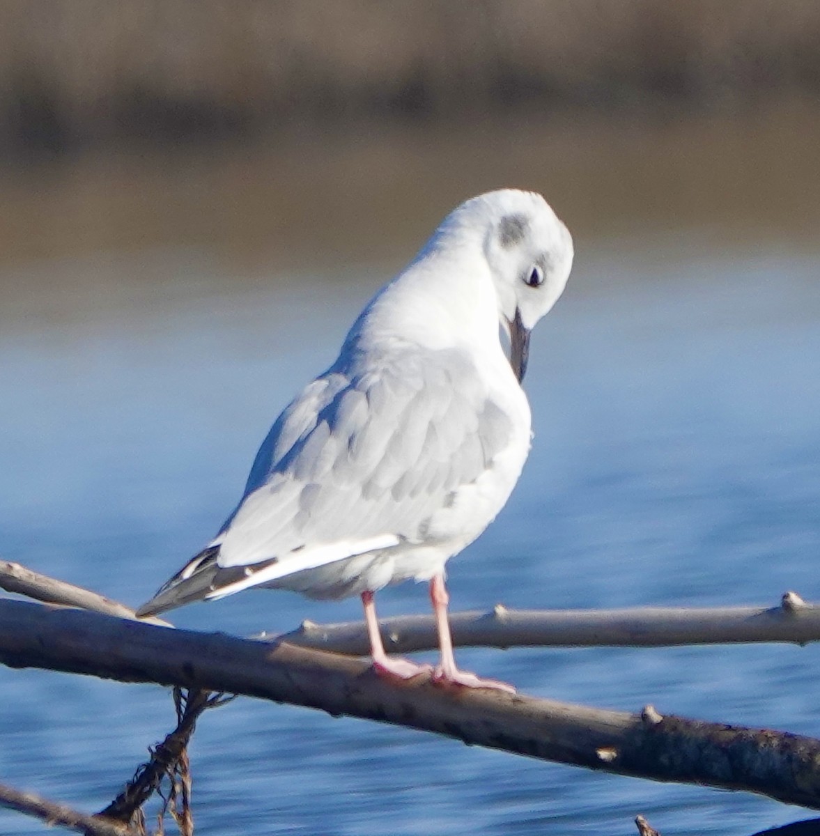 Mouette de Bonaparte - ML609503511