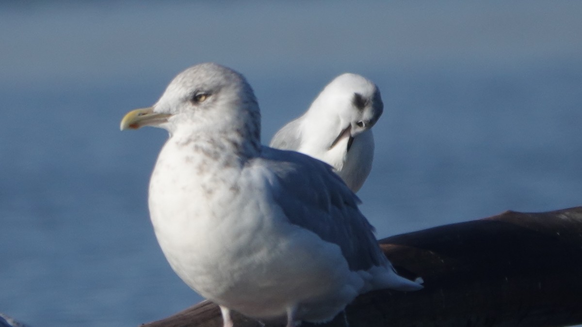 Mouette de Bonaparte - ML609503514