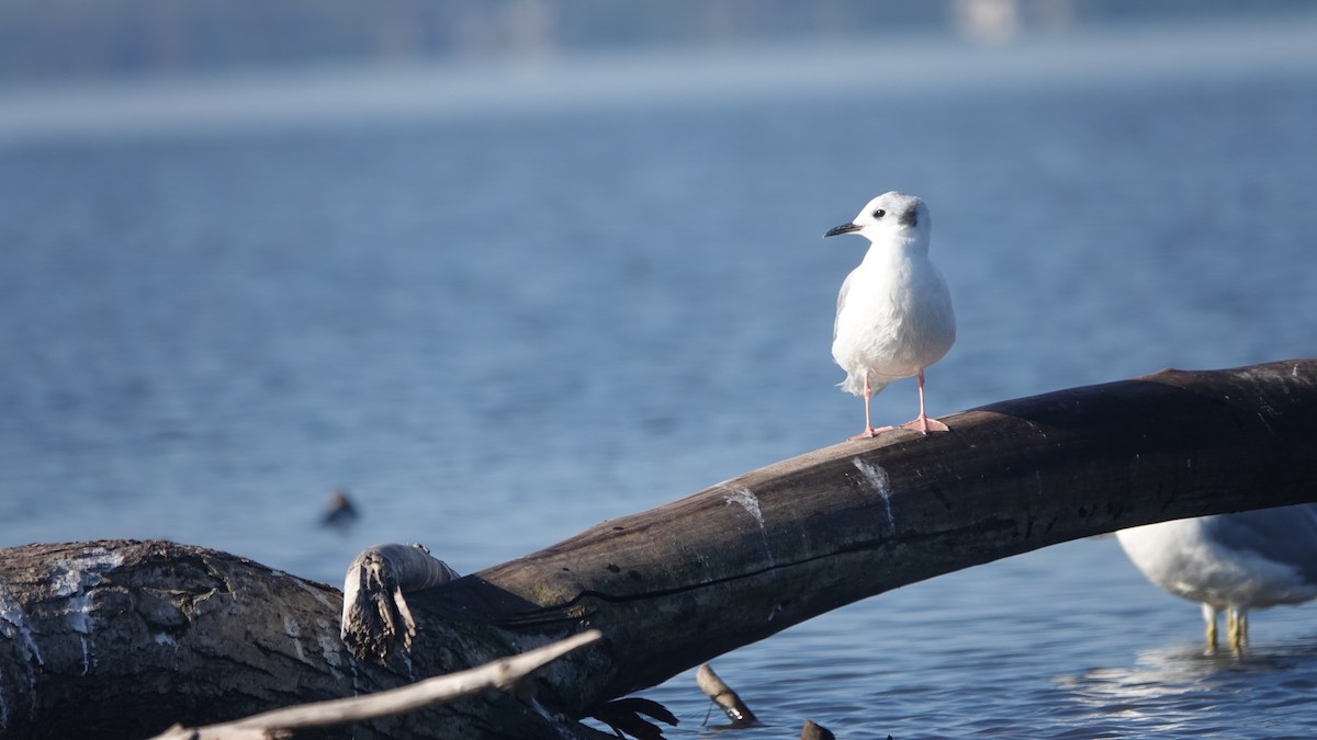 Bonaparte's Gull - ML609503515