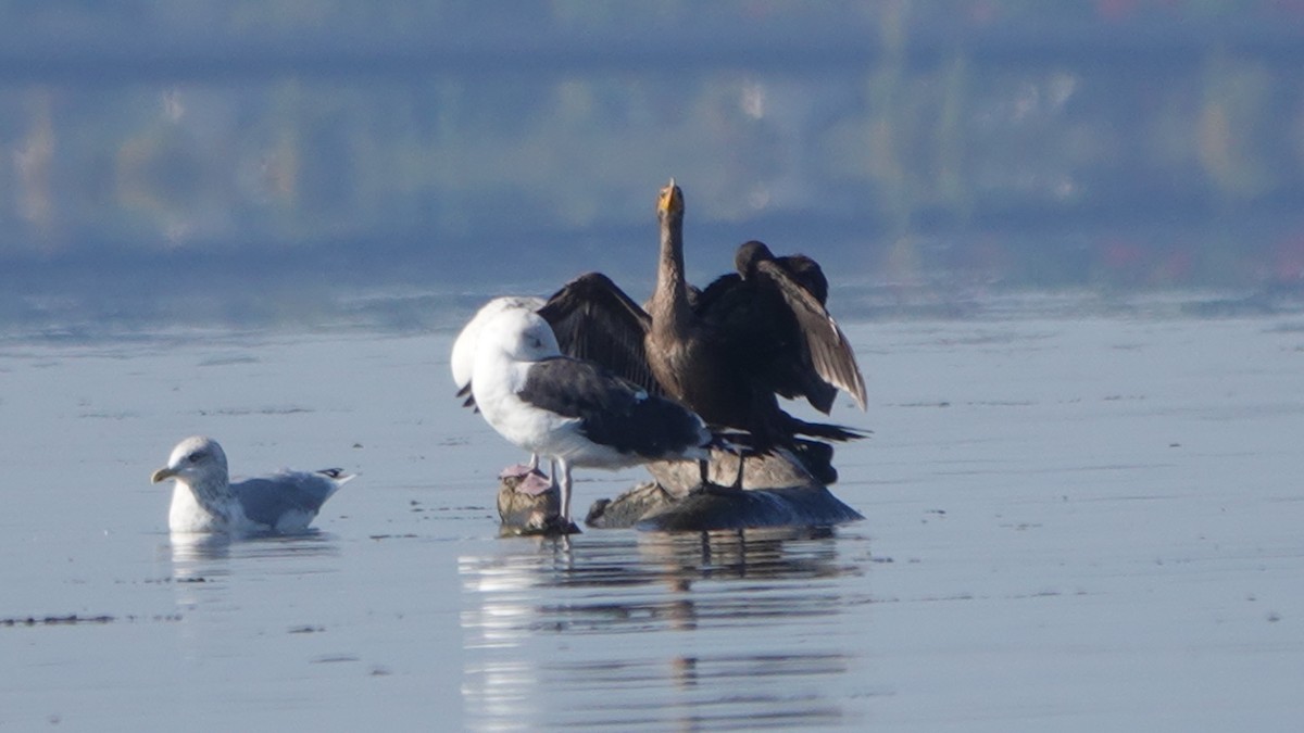 Great Black-backed Gull - ML609503554