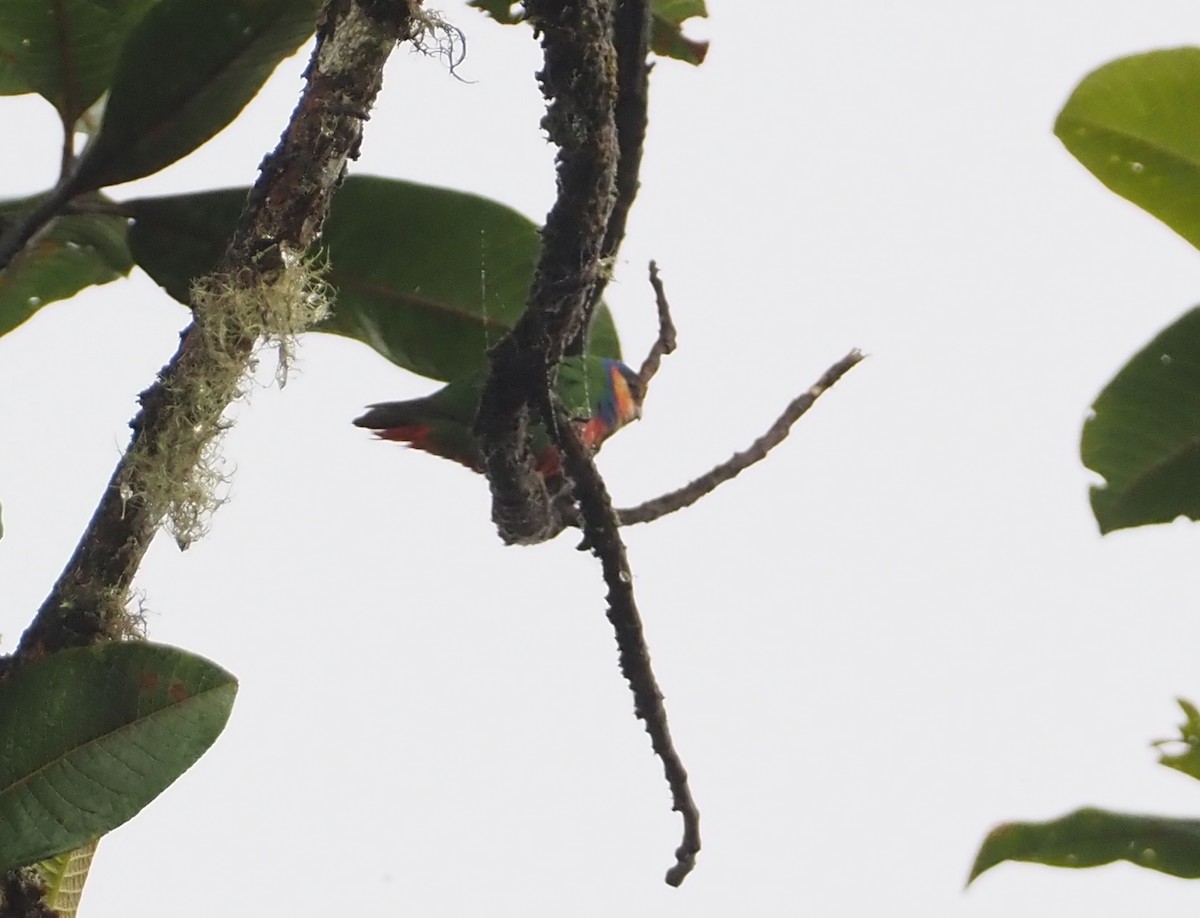 Red-breasted Pygmy-Parrot - ML609503556