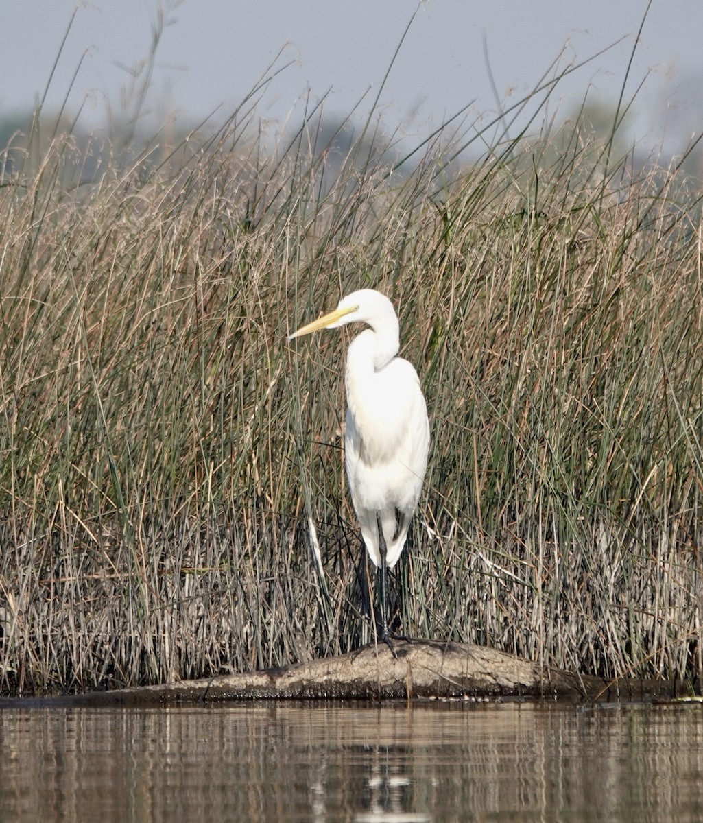 Great Egret - ML609503560