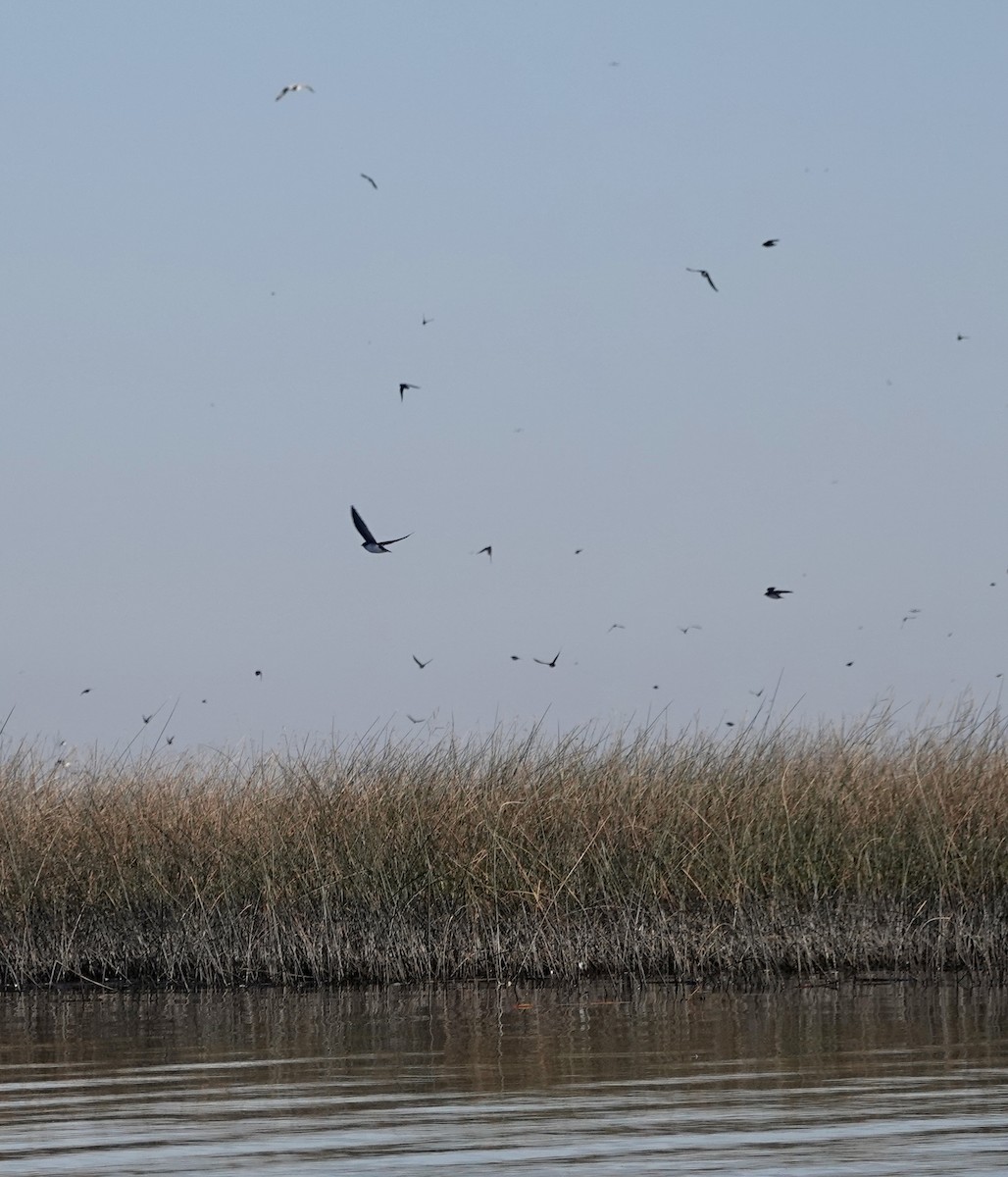 Tree Swallow - ML609503567