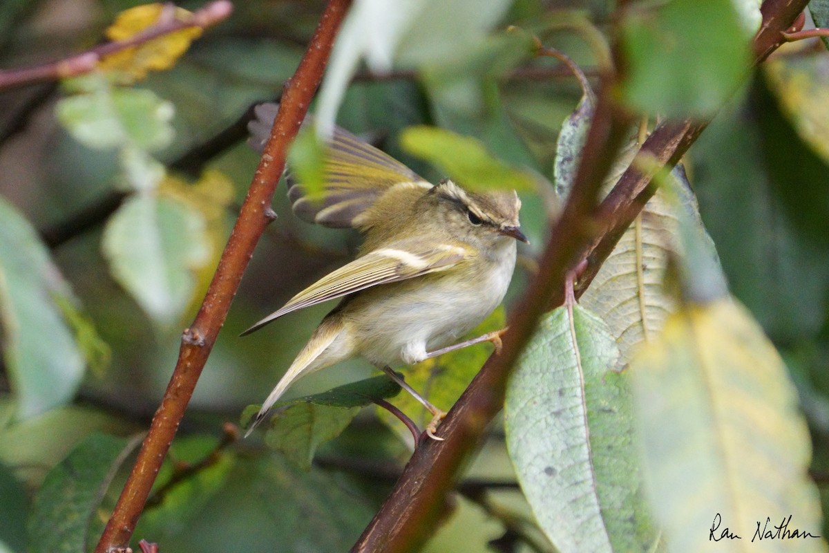 Blyth's Leaf Warbler - ML609503581