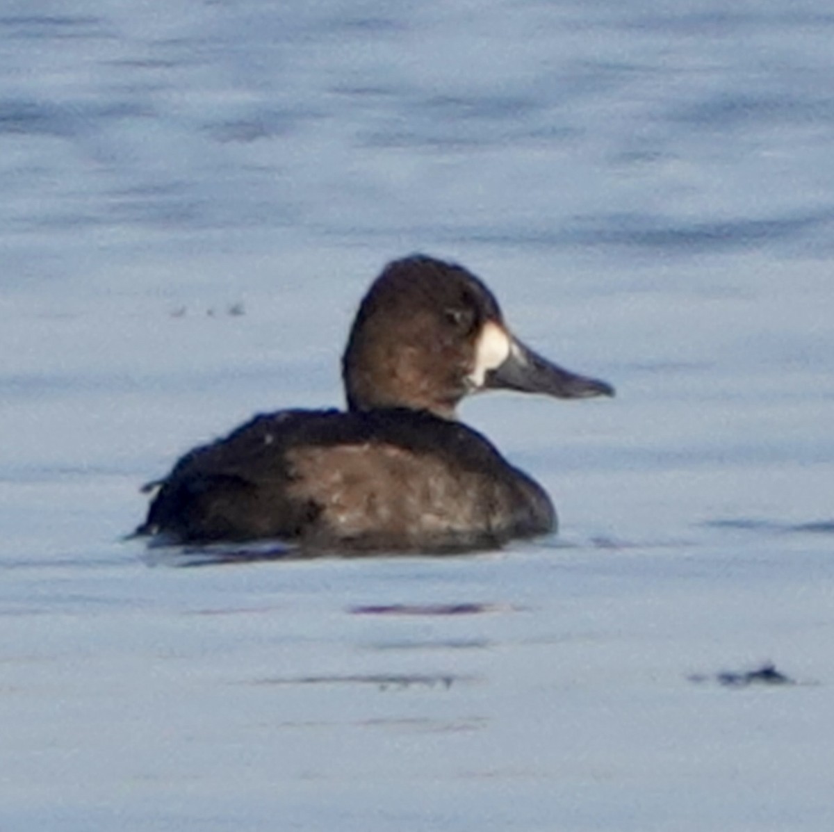 Lesser Scaup - ML609503587