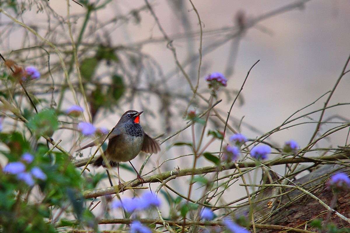 Himalayan/Chinese Rubythroat (White-tailed Rubythroat) - ML609503598
