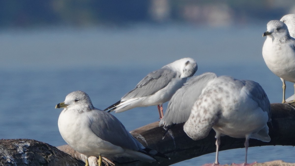 Ring-billed Gull - ML609503668