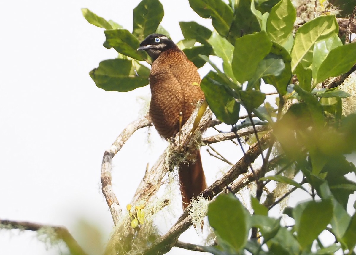 Wahnes's Parotia - Stephan Lorenz