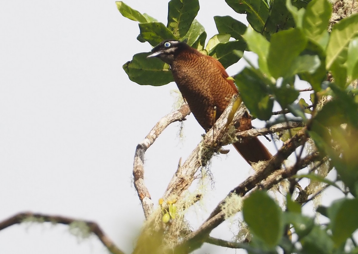 Wahnes's Parotia - ML609503672