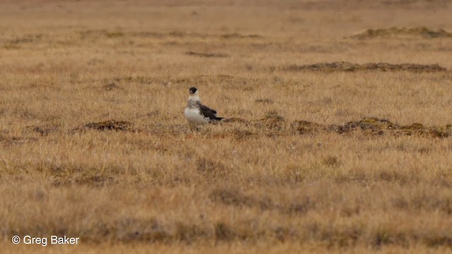 Pomarine Jaeger - ML609503677