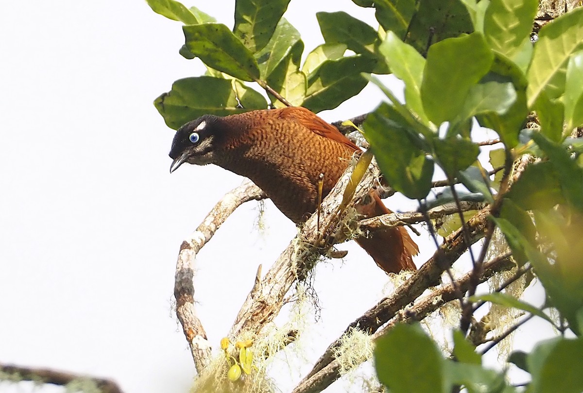 Wahnes's Parotia - ML609503681