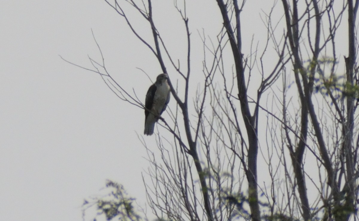 Red-tailed Hawk - ML609503714