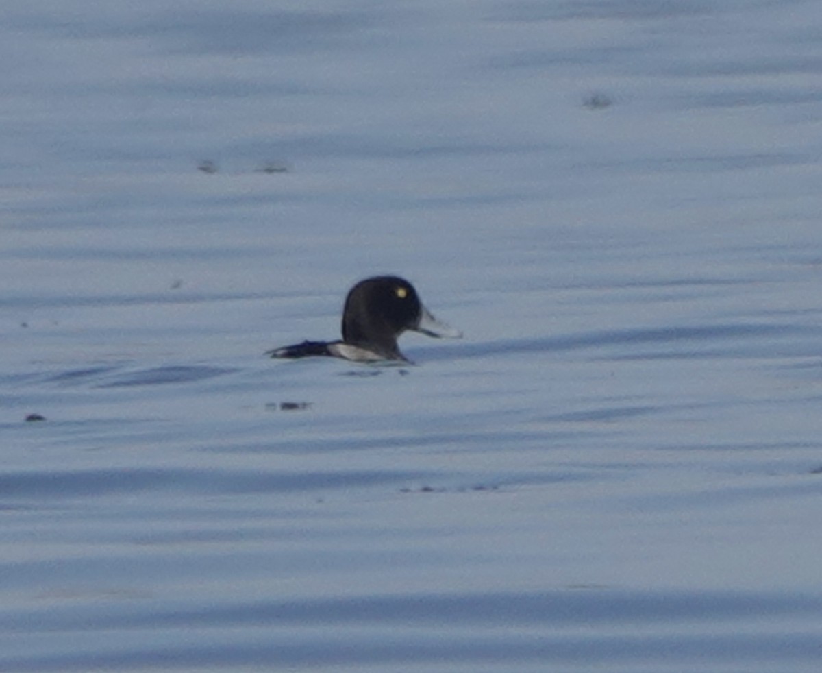 Greater Scaup - ML609503729