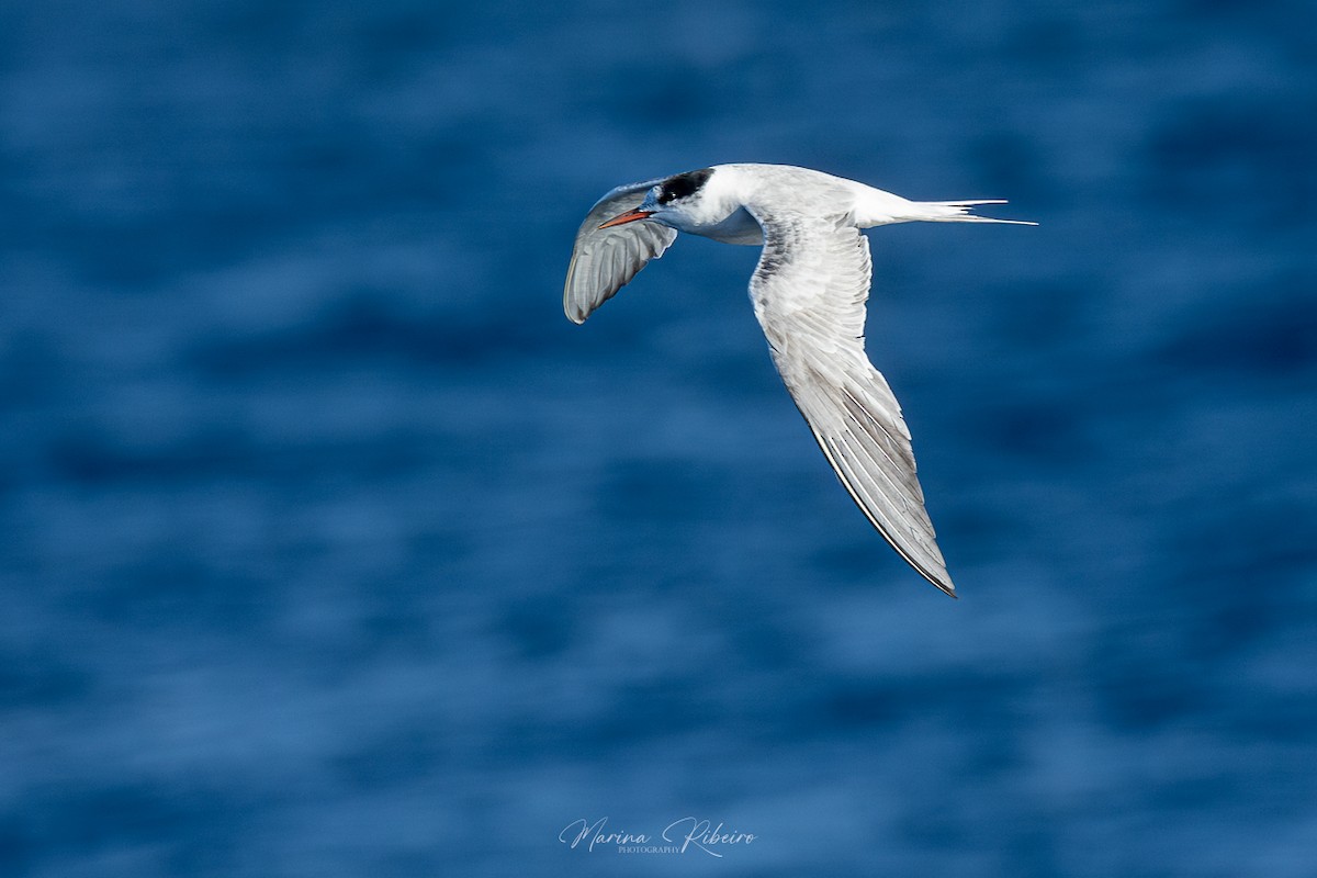 Sterna comune - ML609503775